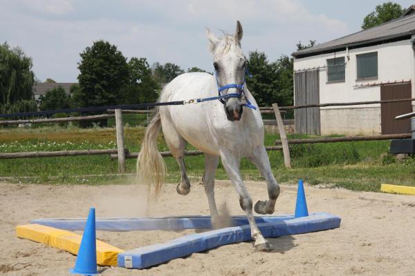 Unser Schulpferd Gwen zum ersten Mal in der Quadratvolte