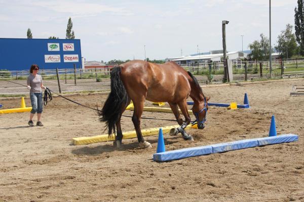 Bodenarbeit in der Quadratvolte