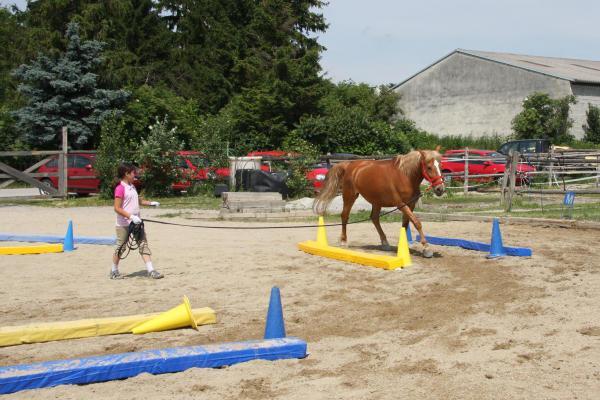 Bodenarbeit in der Quadratvolte