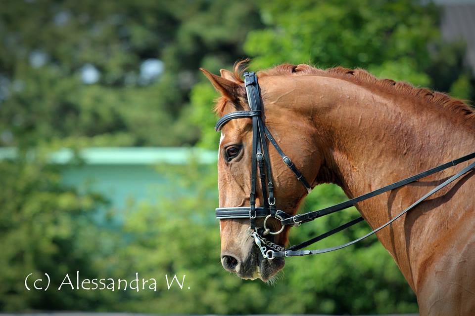 Marli Cermak Wr. Neudorf Mai 2015