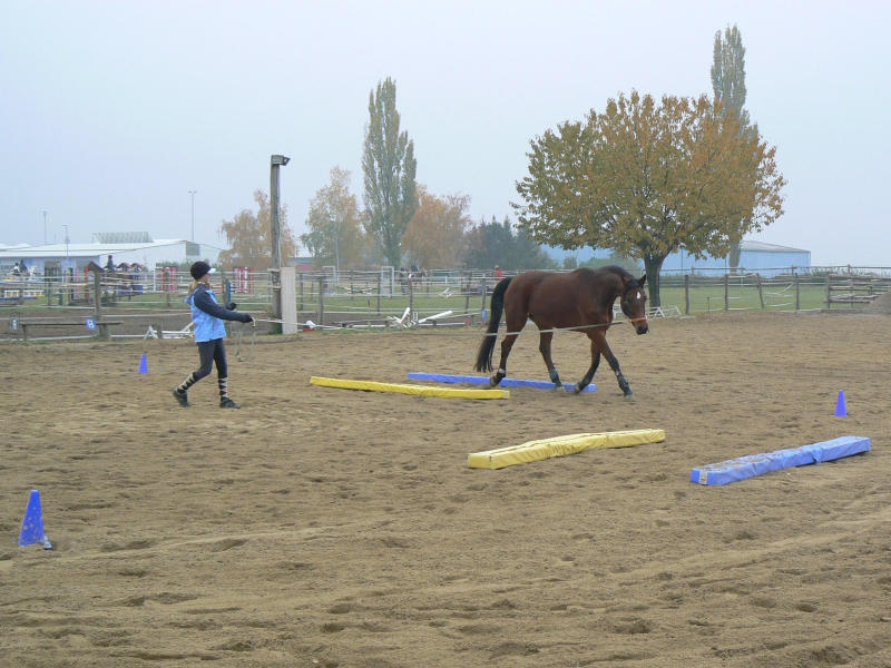 Bodenarbeit in der Quadratvolte